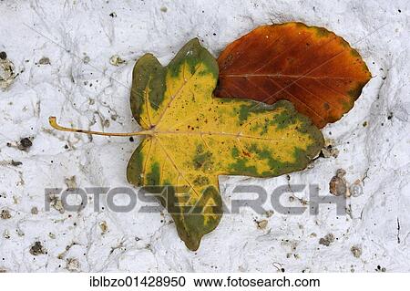 Stock Image - Maple leaf and beech leaf on a chalk soil, Moen island, Denmark, Scandinavia, Europe. Fotosearch