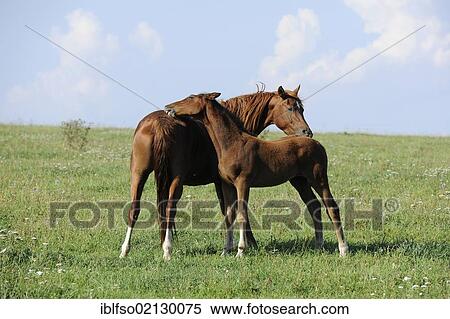 Stock Photography - Mare and foal in the pasture, Thuringia, Germany, Europe, PublicGround, Europe. Fotosearch