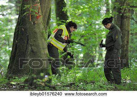 Stock Image - Maria Boegerl kidnapping case, police search team scouring woodlands near the location where a dead body was found in a forest near Niesitz, Heidenheim district, Baden-Wuerttemberg, Germany, Europe. Fotosearch