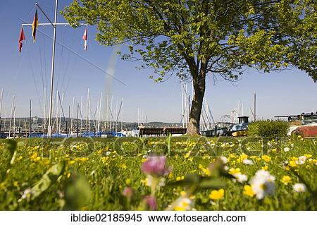 Marina in Wallhausen, Lake Constance, Baden-Wuerttemberg, southern Germany, Germany, Europe View Large Photo Image Stock Photography - Marina in Wallhausen, Lake Constance, Baden-Wuerttemberg, southern Germany, Germany, Europe. Fotosearch