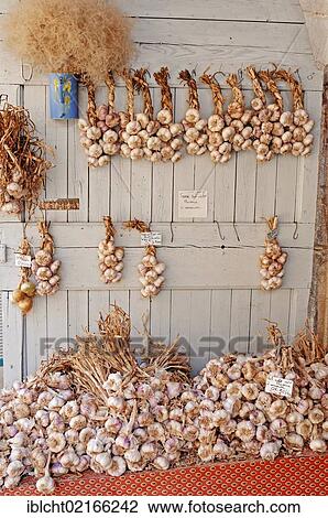 Market stall with Garlic (Allium sativum), Sault, Vaucluse, Provence-Alpes-Cote d'Azur, Southern France, France, Europe, PublicGround, Europe View Large Photo Image Stock Image - Market stall with Garlic (Allium sativum), Sault, Vaucluse, Provence-Alpes-Cote d'Azur, Southern France, France, Europe, PublicGround, Europe. Fotosearch