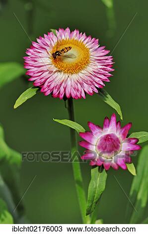 Marmalade hoverfly (Episyrphus balteatus) on flower gardening straw (Helichrysum bracteatum, Xeranthemum bracteatum), North Rhine-Westphalia, Germany, Europe View Large Photo Image Stock Image - Marmalade hoverfly (Episyrphus balteatus) on flower gardening straw (Helichrysum bracteatum, Xeranthemum bracteatum), North Rhine-Westphalia, Germany, Europe. Fotosearch