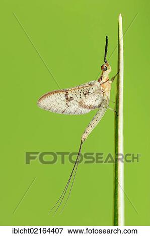 Stock Photo - Mayfly (Ephemera glaucops), North Rhine-Westphalia, Germany, Europe. Fotosearch