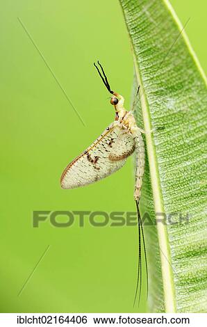 Stock Photograph - Mayfly (Ephemera glaucops), North Rhine-Westphalia, Germany, Europe. Fotosearch