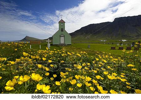 Stock Image - Meadow with Buttercups (Ranunculus) in front of the Church of Árnes, Strandir, Westfjords, Iceland, Europe. Fotosearch