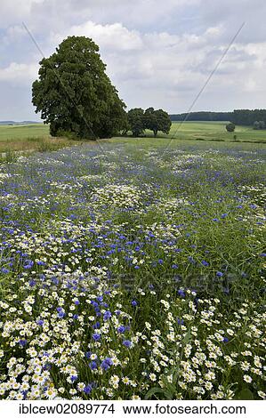 Picture - Meadow with chamomile (Anthemis tinctoria), Grevesmuehlen, Schleswig-Holstein, Germany, Europe. Fotosearch