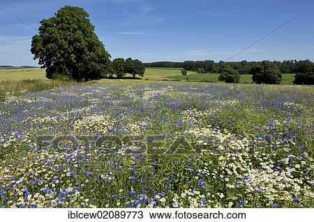 Meadow with chamomile (Anthemis tinctoria), Grevesmuehlen, Schleswig-Holstein, Germany, Europe View Large Photo Image Stock Image - Meadow with chamomile (Anthemis tinctoria), Grevesmuehlen, Schleswig-Holstein, Germany, Europe. Fotosearch