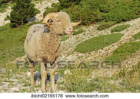 Merino Sheep, Provence, Southern France, France, Europe View Large Photo Image Stock Photo - Merino Sheep, Provence, Southern France, France, Europe. Fotosearch