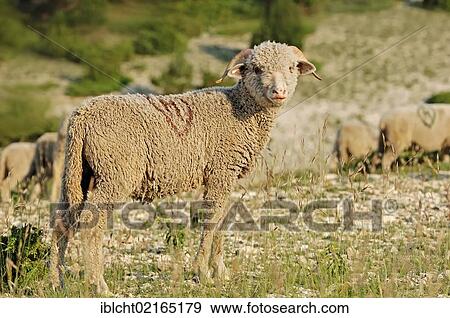 Merino Sheep, Provence, Southern France, France, Europe View Large Photo Image Stock Photo - Merino Sheep, Provence, Southern France, France, Europe. Fotosearch