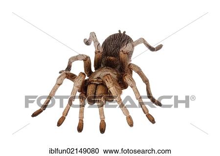 Stock Image - Mexican Blonde Tarantula (Aphonopelma chalcodes). Fotosearch