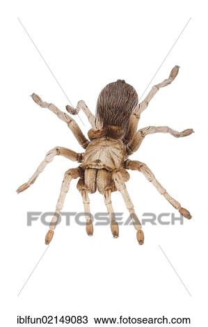Stock Image - Mexican Blonde Tarantula (Aphonopelma chalcodes). Fotosearch