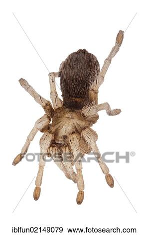 Stock Photo - Mexican Blonde Tarantula (Aphonopelma chalcodes). Fotosearch