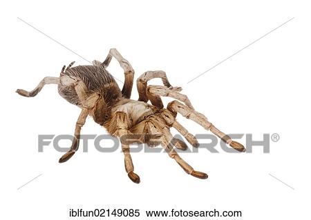 Stock Photography - Mexican Blonde Tarantula (Aphonopelma chalcodes). Fotosearch