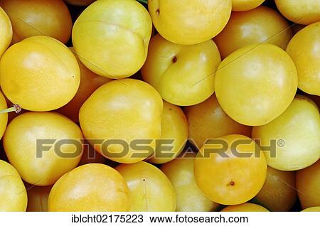 Mirabelles (Prunus domestica var. syriaca) View Large Photo Image Stock Image - Mirabelles (Prunus domestica var. syriaca). Fotosearch
