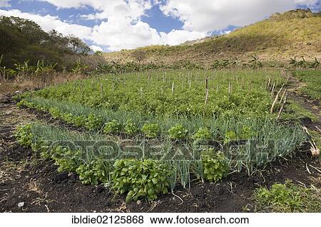 Mixed cultivation of beans and onions, with tomatoes at the rear, agriculture, Terabona, northeastern highlands, Nicaragua, Central America, North America View Large Photo Image Stock Photo - Mixed cultivation of beans and onions, with tomatoes at the rear, agriculture, Terabona, northeastern highlands, Nicaragua, Central America, North America. Fotosearch