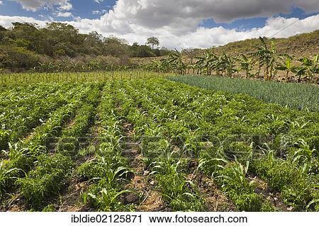 Mixed field of corn and beans, with onions on the right and tomatoes at the rear, agriculture, Terabona, northeastern highlands, Nicaragua, Central America, North America View Large Photo Image Stock Image - Mixed field of corn and beans, with onions on the right and tomatoes at the rear, agriculture, Terabona, northeastern highlands, Nicaragua, Central America, North America. Fotosearch