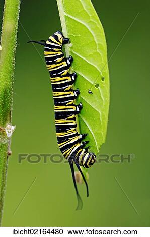 Monarch butterfly (Danaus plexippus), caterpillar, American species, captive, North Rhine-Westphalia, Germany, Europe View Large Photo Image Stock Image - Monarch butterfly (Danaus plexippus), caterpillar, American species, captive, North Rhine-Westphalia, Germany, Europe. Fotosearch