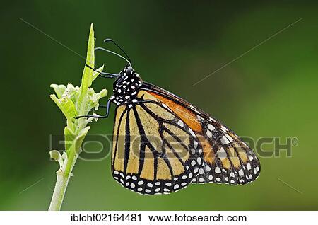 Monarch butterfly (Danaus plexippus), American species, captive, North Rhine-Westphalia, Germany, Europe View Large Photo Image Stock Image - Monarch butterfly (Danaus plexippus), American species, captive, North Rhine-Westphalia, Germany, Europe. Fotosearch
