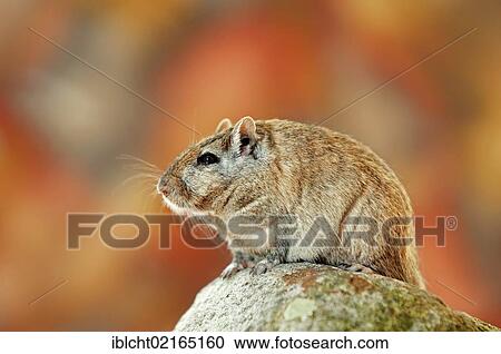 Stock Image - Mongolian Jird or Mongolian Gerbil (Meriones unguiculatus), Asian species, captive, North Rhine-Westphalia, Germany, Europe. Fotosearch