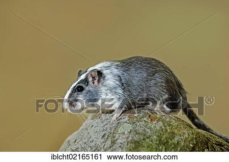 Stock Image - Mongolian Jird or Mongolian Gerbil (Meriones unguiculatus), Asian species, captive, North Rhine-Westphalia, Germany, Europe. Fotosearch