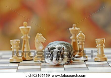 Stock Photo - Mongolian Jird or Mongolian Gerbil (Meriones unguiculatus) on a chess board, Asian species, captive, North Rhine-Westphalia, Germany, Europe. Fotosearch