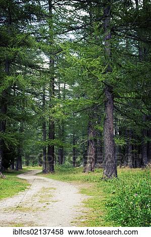 Mont Blanc forest, Val Veny, Courmayeur, Valle d'Aosta, Italy, Europe View Large Photo Image Stock Photo - Mont Blanc forest, Val Veny, Courmayeur, Valle d'Aosta, Italy, Europe. Fotosearch