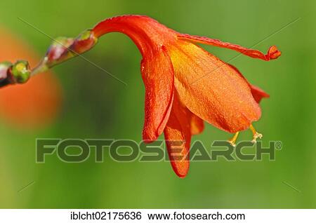 Stock Photograph - Montbretia or Rowallane Yellow (Crocosmia masoniorum), flower, native to Africa. Fotosearch