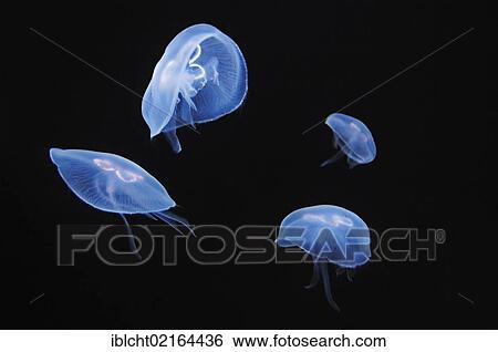 Stock Photograph - Moon Jelly, Moon Jellyfish, Common Jellyfish, Saucer Jelly (Aurelia aurita), captive, North Rhine-Westphalia, Germany, Europe. Fotosearch