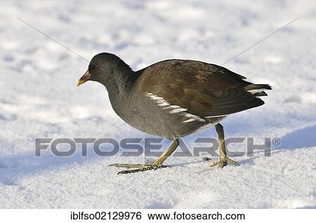 Moorhen (Gallinula chloropus), walking over snow, Germany, Europe View Large Photo Image Stock Photograph - Moorhen (Gallinula chloropus), walking over snow, Germany, Europe. Fotosearch