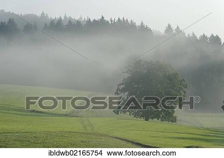 Morning mist at Groeben, near Grossweil, Loisach Valley, Upper Bavaria, Bavaria, Germany, Europe View Large Photo Image Picture - Morning mist at Groeben, near Grossweil, Loisach Valley, Upper Bavaria, Bavaria, Germany, Europe. Fotosearch
