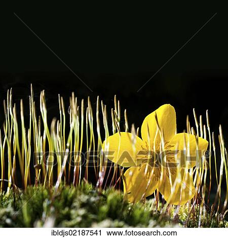 Moss and a Buttercup (Ranunculus acris), Black Forest, Baden-Wuerttemberg, Germany, Europe View Large Photo Image Stock Image - Moss and a Buttercup (Ranunculus acris), Black Forest, Baden-Wuerttemberg, Germany, Europe. Fotosearch