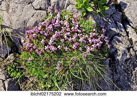 Stock Image - Moss campion, or Cushion Pink (Silene acaulis), Berchtesgaden National Park, Bavaria, Germany, Europe. Fotosearch