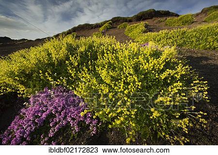 Moss Campion or Cushion Pink (Silene acaulis) and Hoppe's Lady's Mantle (Alchemilla hoppeana) in the lava field of Berserkjahraun, Snæfellsnes Peninsula, Snaefellsnes, Iceland, Europe View Large Photo Image Stock Image - Moss Campion or Cushion Pink (Silene acaulis) and Hoppe's Lady's Mantle (Alchemilla hoppeana) in the lava field of Berserkjahraun, Snæfellsnes Peninsula, Snaefellsnes, Iceland, Europe. Fotosearch