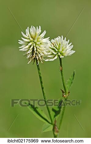 Mountain clover (Trifolium montanum), Berchtesgaden National Park, Bavaria, Germany, Europe View Large Photo Image Stock Photo - Mountain clover (Trifolium montanum), Berchtesgaden National Park, Bavaria, Germany, Europe. Fotosearch