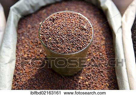 Mustard, spice for sale on the market in the suburb of Paharganj, New Delhi, India, Asia View Large Photo Image Stock Image - Mustard, spice for sale on the market in the suburb of Paharganj, New Delhi, India, Asia. Fotosearch