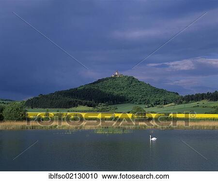 Mute Swan (Cygnus olor) on a lake with in front of a yellow canola field and Wachsenburg Castle on a mountain, one of the Drei Gleichen castles, with atmospheric lighting, Thuringia, Germany, Europe View Large Photo Image Stock Image - Mute Swan (Cygnus olor) on a lake with in front of a yellow canola field and Wachsenburg Castle on a mountain, one of the Drei Gleichen castles, with atmospheric lighting, Thuringia, Germany, Europe. Fotosearch