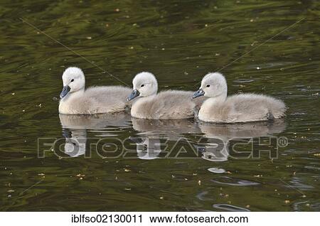 Mute Swans (Cygnus olor), three little fluffy chicks floating on the water, with a mirror image, Germany, Europe View Large Photo Image Stock Image - Mute Swans (Cygnus olor), three little fluffy chicks floating on the water, with a mirror image, Germany, Europe. Fotosearch