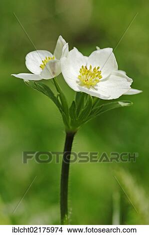 Picture - Narcissus-flowered anemone (Anemone narcissiflora), Berchtesgaden National Park, Bavaria, Germany, Europe. Fotosearch