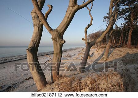 Natural forest and the Baltic Sea in the evening light, from West Beach, Darss, Bodden Landscape of Vorpommern National Park, Mecklenburg-Western Pomerania, Baltic Sea, Germany, Europe View Large Photo Image Stock Image - Natural forest and the Baltic Sea in the evening light, from West Beach, Darss, Bodden Landscape of Vorpommern National Park, Mecklenburg-Western Pomerania, Baltic Sea, Germany, Europe. Fotosearch