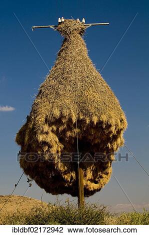 Nest of weaver birds, Northern Cape, South Africa, Africa View Large Photo Image Stock Image - Nest of weaver birds, Northern Cape, South Africa, Africa. Fotosearch