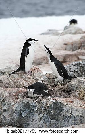 Stock Photography - Nesting chinstrap penguins (Pygoscelis antarctica), Hydrurga Rocks, Antarctic Peninsula, Antarctica. Fotosearch
