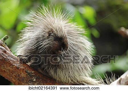 Stock Image - North American Porcupine, Canadian Porcupine or Common Porcupine (Erethizon dorsatum), North American species, captive, North Rhine-Westphalia, Germany, Europe. Fotosearch