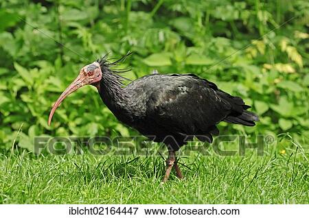 Northern Bald Ibis, Hermit Ibis or Waldrapp (Geronticus eremita), captive, Austria, Europe View Large Photo Image Stock Photo - Northern Bald Ibis, Hermit Ibis or Waldrapp (Geronticus eremita), captive, Austria, Europe. Fotosearch