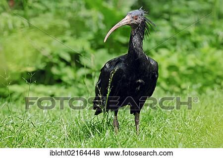 Northern Bald Ibis, Hermit Ibis or Waldrapp (Geronticus eremita), captive, Austria, Europe View Large Photo Image Stock Photo - Northern Bald Ibis, Hermit Ibis or Waldrapp (Geronticus eremita), captive, Austria, Europe. Fotosearch