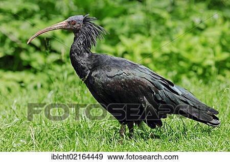 Northern Bald Ibis, Hermit Ibis or Waldrapp (Geronticus eremita), captive, Austria, Europe View Large Photo Image Stock Photo - Northern Bald Ibis, Hermit Ibis or Waldrapp (Geronticus eremita), captive, Austria, Europe. Fotosearch
