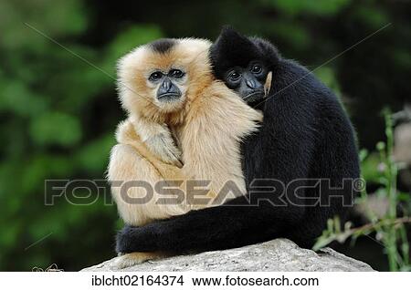 Picture - Northern White-cheeked Gibbons, (Nomascus leucogenys, Hylobates concolor leucogenys), pair, captive, Asian species, Czech Republic, Europe. Fotosearch