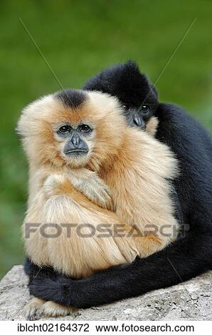 Stock Image - Northern White-cheeked Gibbons, (Nomascus leucogenys, Hylobates concolor leucogenys), pair, captive, Asian species, Czech Republic, Europe. Fotosearch