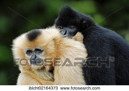 Stock Image - Northern White-cheeked Gibbons, (Nomascus leucogenys, Hylobates concolor leucogenys), pair, captive, Asian species, Czech Republic, Europe. Fotosearch