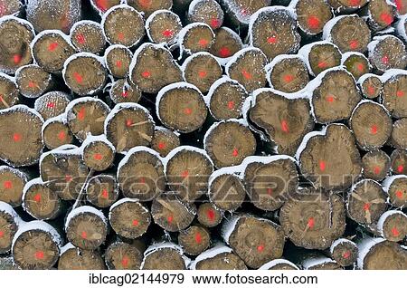 Norway Spruce (Picea abies), log pile in a coniferous forest View Large Photo Image Stock Photo - Norway Spruce (Picea abies), log pile in a coniferous forest. Fotosearch