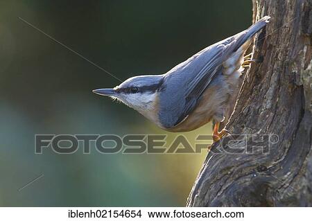 Picture - Nuthatch (Sitta europaea), Haren, Emsland, Lower Saxony, Germany, Europe. Fotosearch